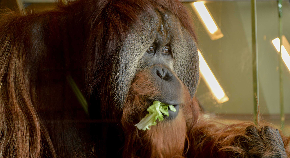 Simon Skjodt International Orangutan Center – Circle Design Group